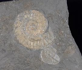 Hildoceras (Hildoceras) bifrons (BRUGUIRE 1789) - Bild © FossNet FossilienStore